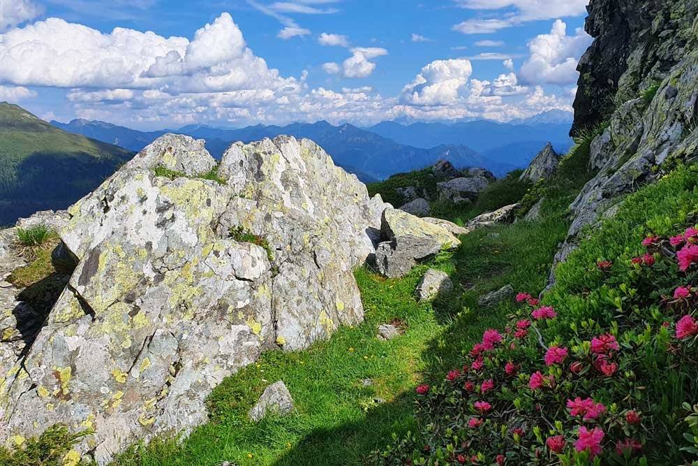 Emberger Alm mit Almrosen und Bergpanorama