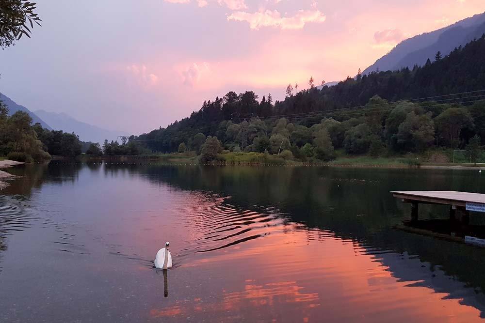 Schwan im Abendrot auf dem Badesee